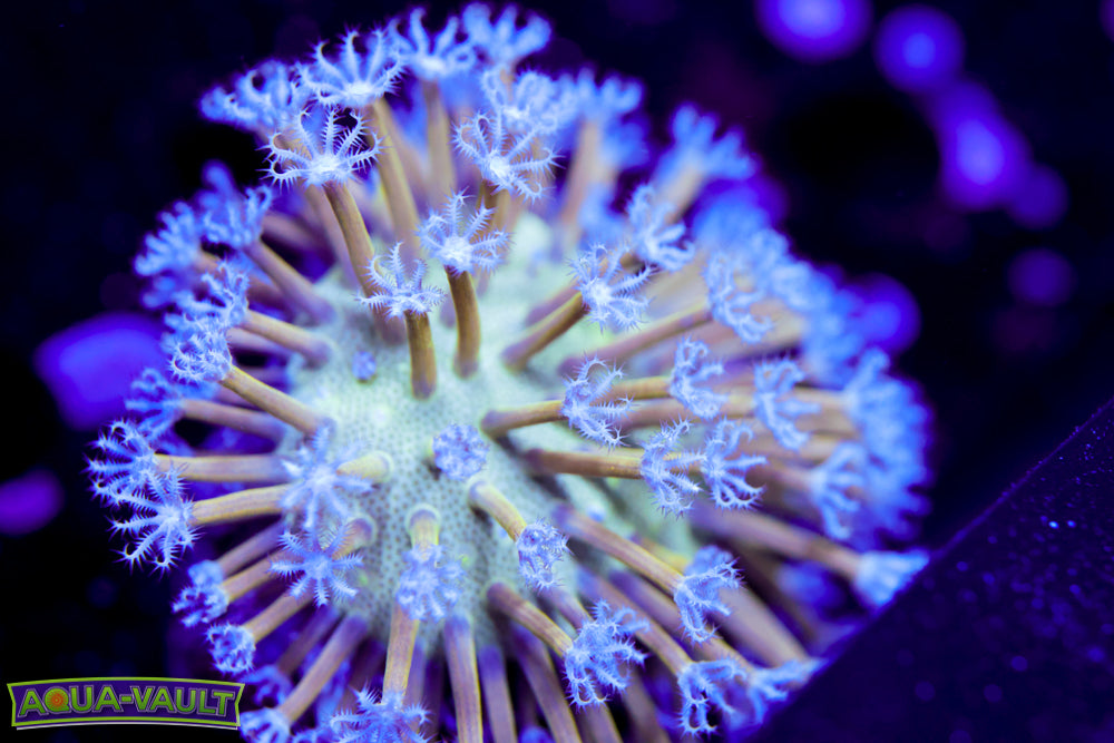 Blue Toadstool Leather