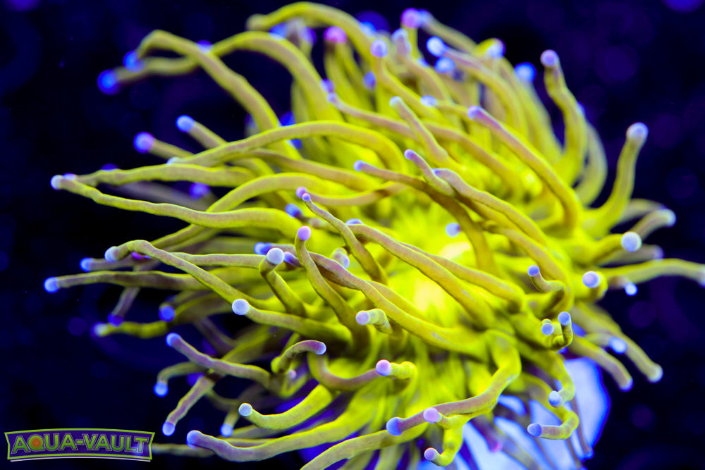 Cotton Candy Torch 1