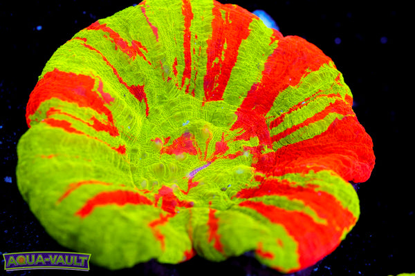 Bleeding Apple Scoly