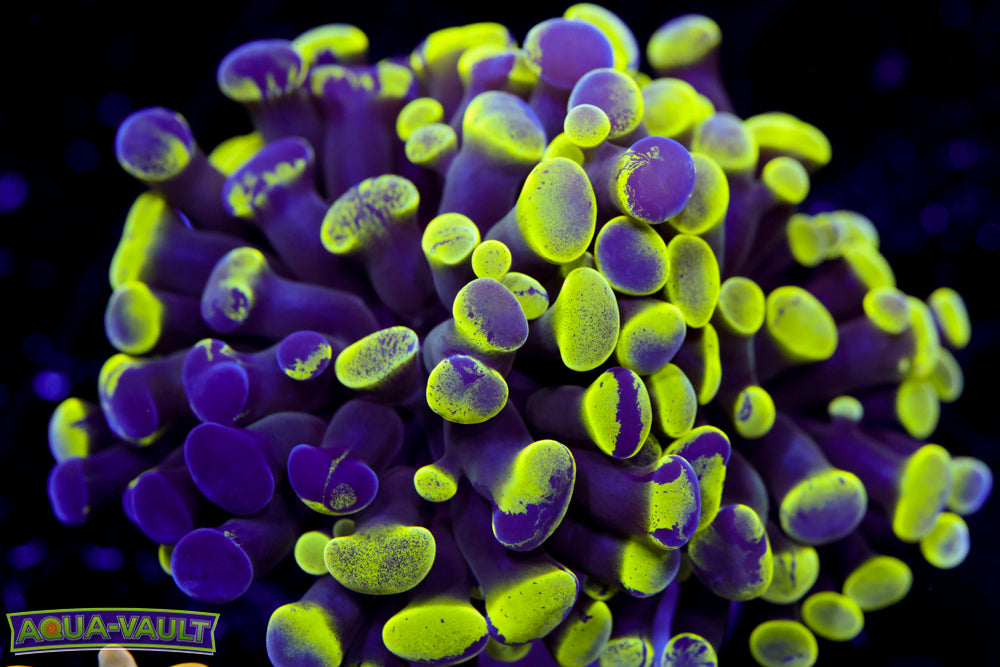 Bicolor Splatter Hammer 1