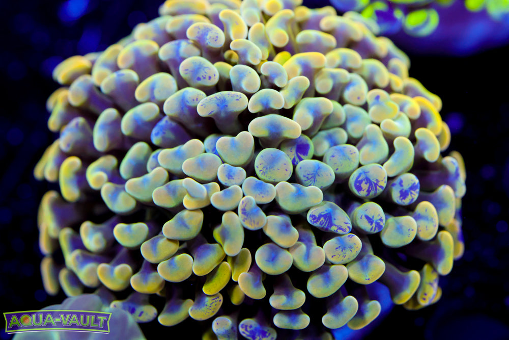 False Yellow Splatter Hammer