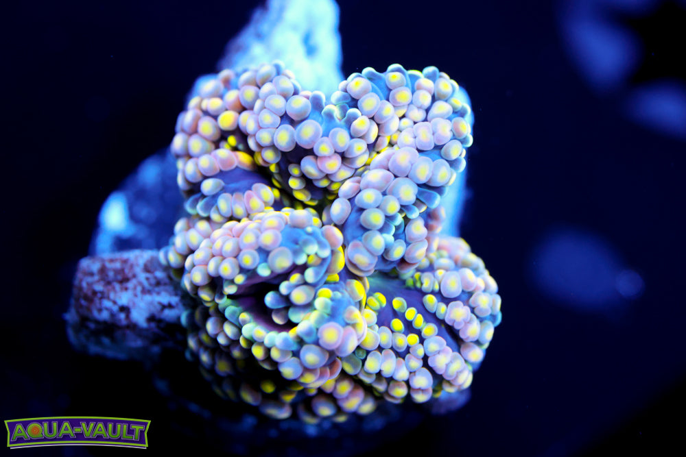 Lime Ricordea Florida