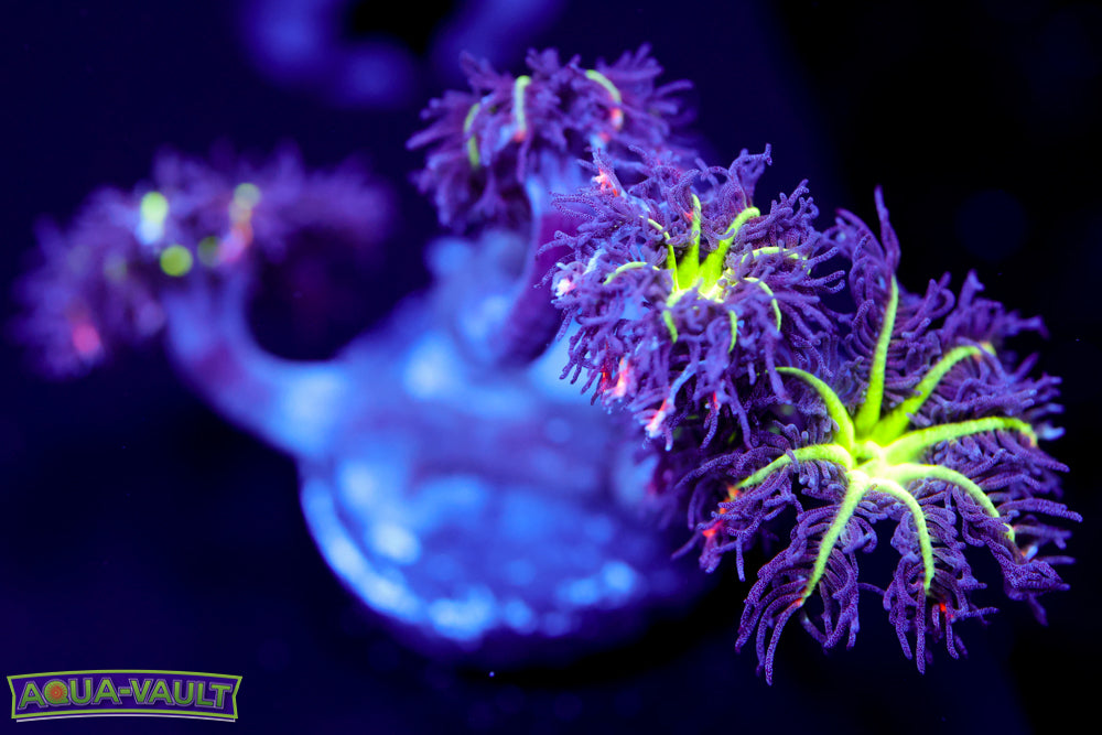 Big R Fireworks Clove