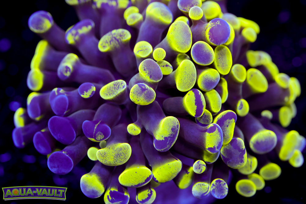 Bicolor Splatter Hammer 2