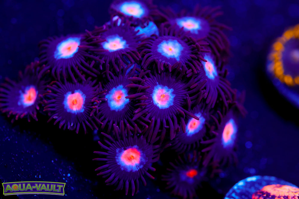 Mystique Zoa 1