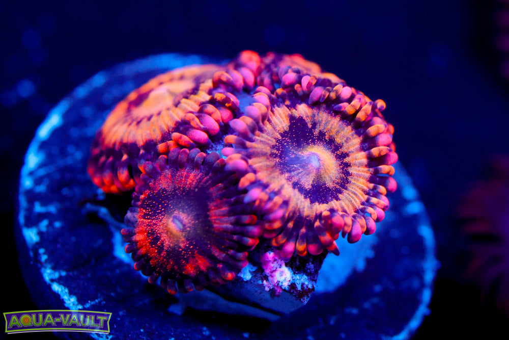 JF Cry Baby Zoa 1