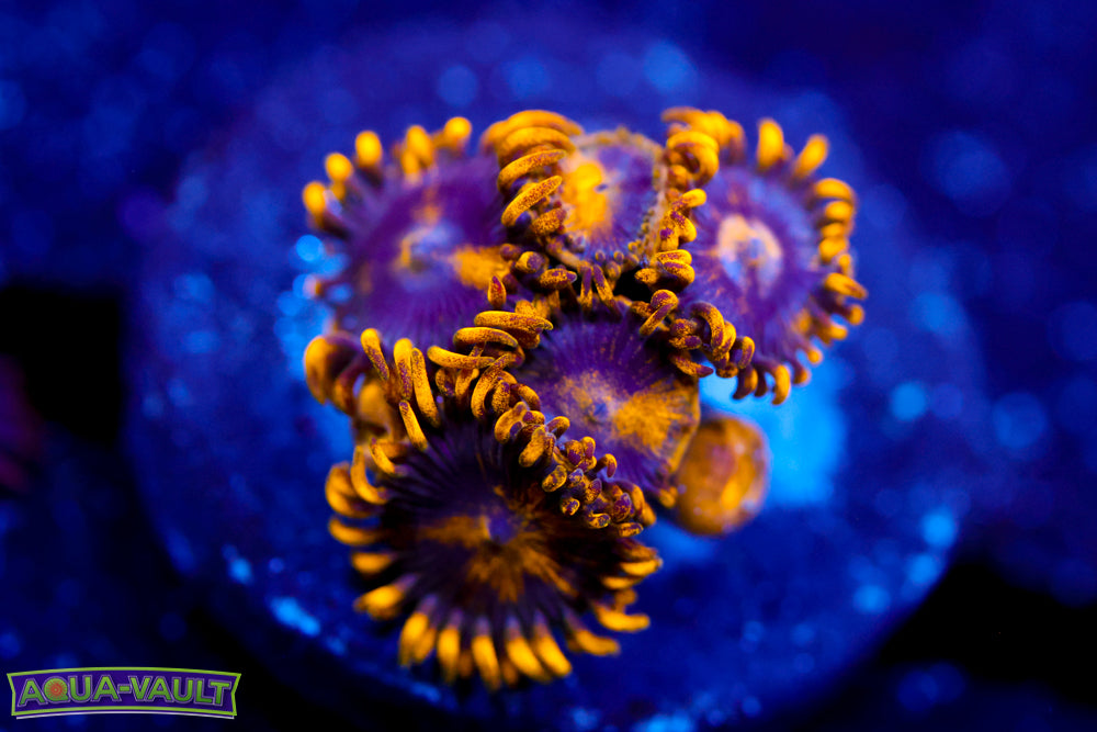 Yellow Brick Road Zoa