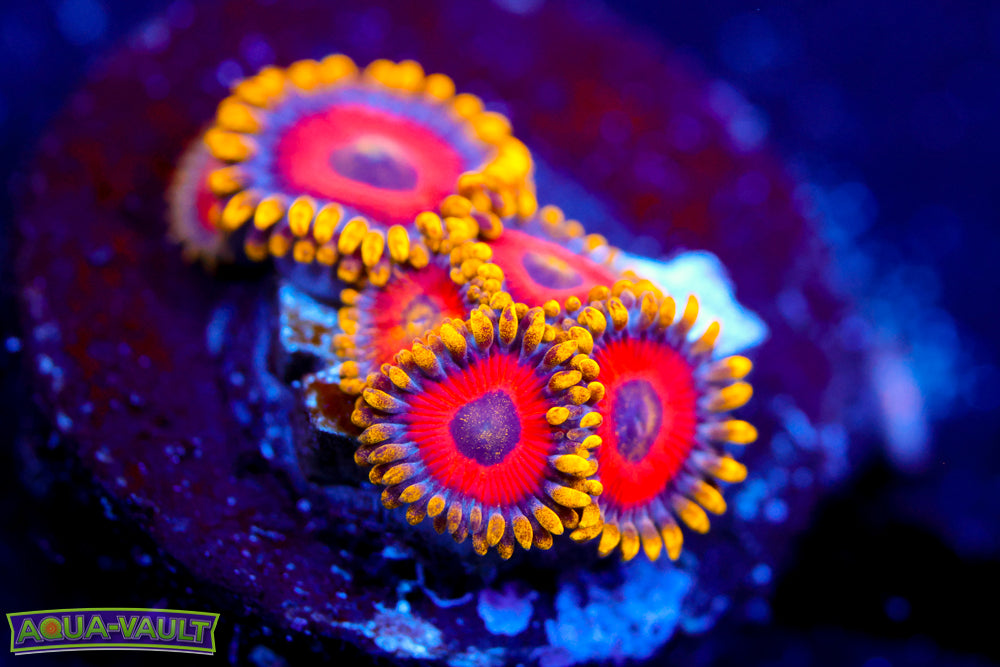 Eagle Eye Zoa 1
