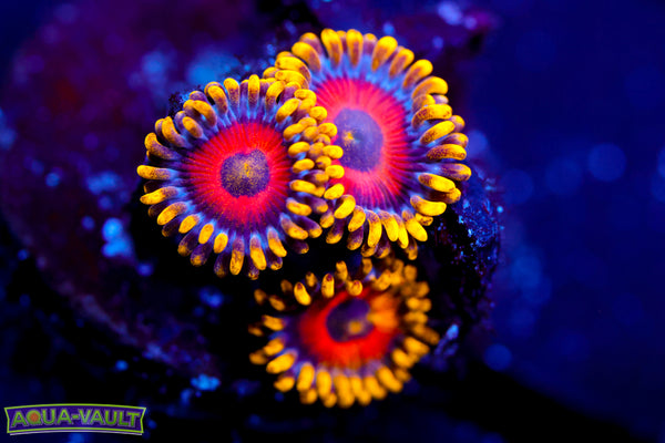 Eagle Eye Zoa 2