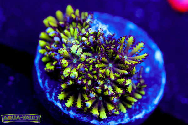 Blue Green Sympodium