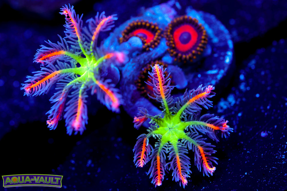 Big R Fireworks Clove + Fruit Loops Zoa 1