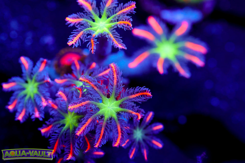 Big R Fireworks Clove + Fruit Loops Zoa 2