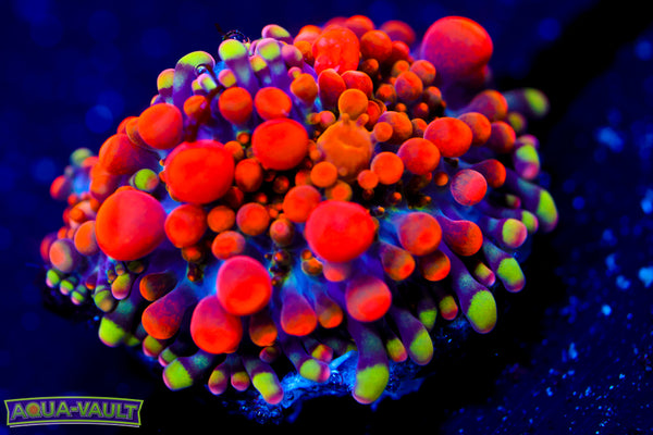 CV Animal Bean Bag Bounce Mushroom XL