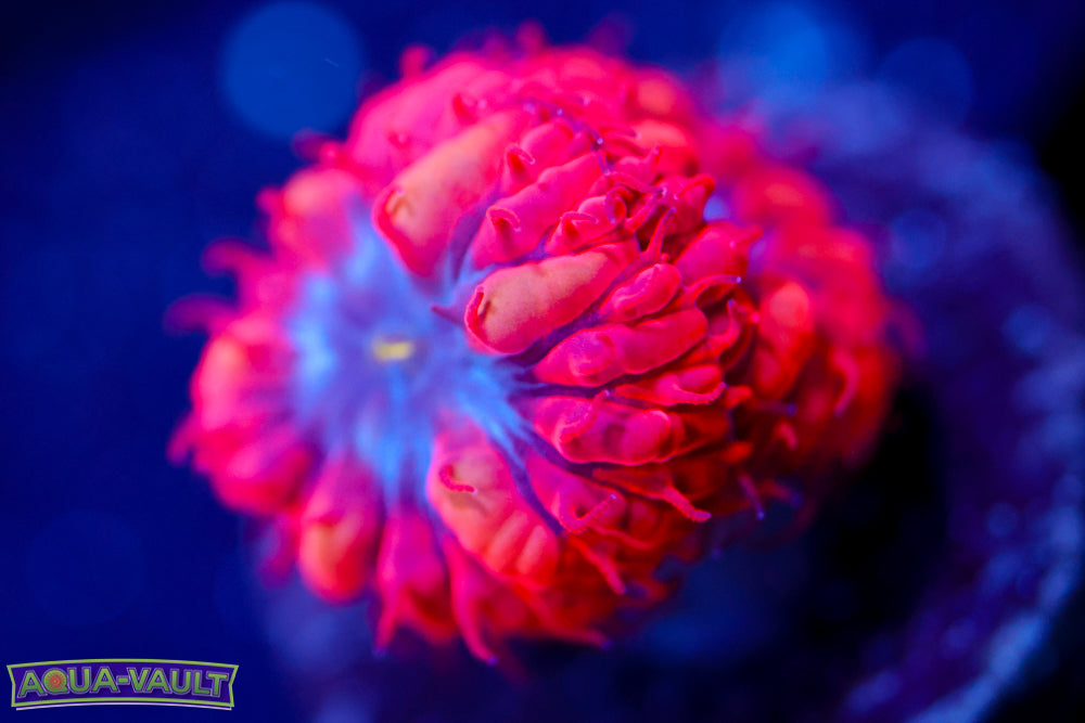 Superman Blasto Merletti 1