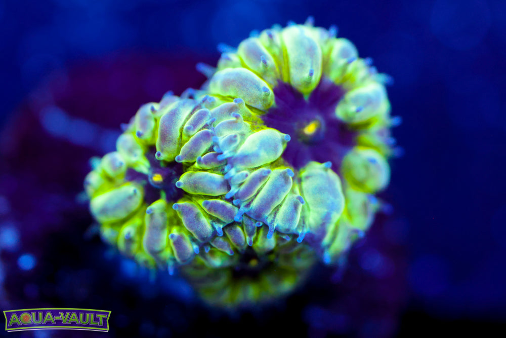 Master PPE Blasto Merletti