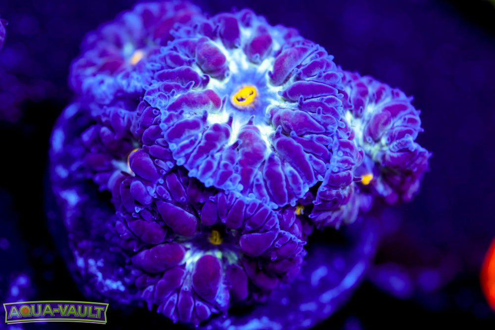 Black Raven Blasto Merletti 2