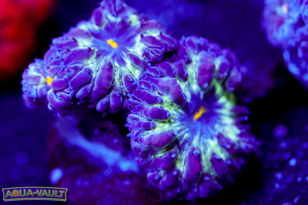 Black Raven Blasto Merletti 3