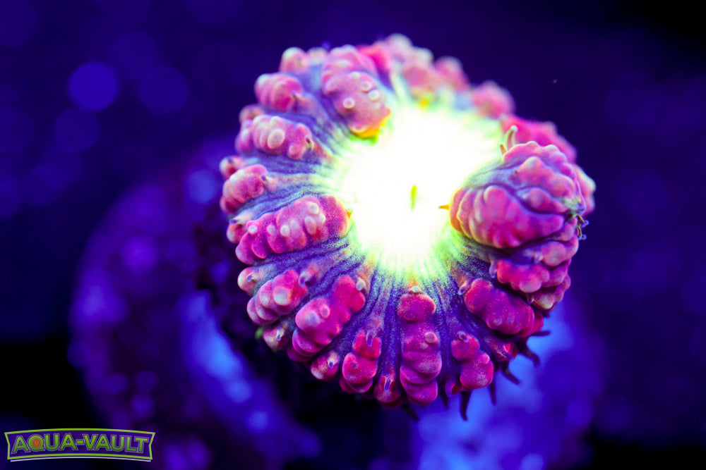 Purple and Green Blasto Merletti