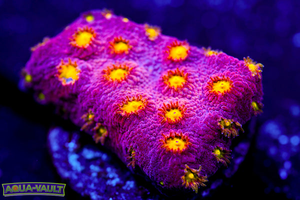 Bling Bling Cyphastrea 1