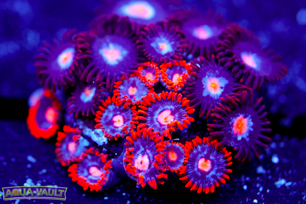 Snitches + Mystique Zoa