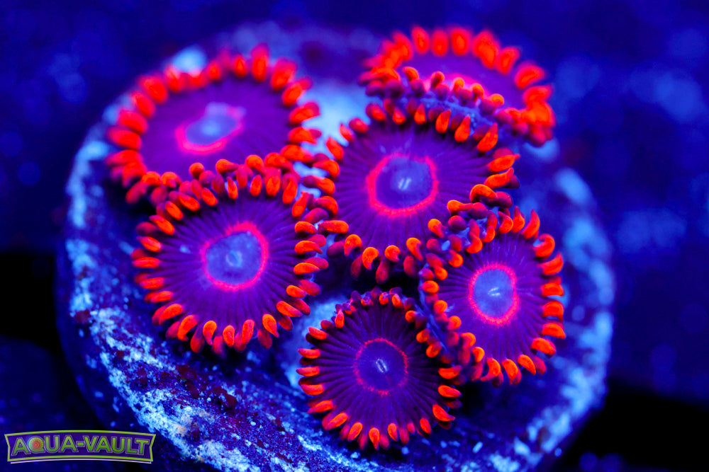 Red Hornet Zoa 1