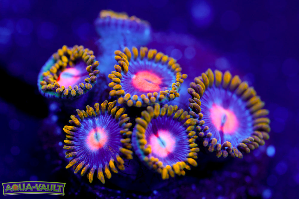 CV Blow Pop Zoa 1