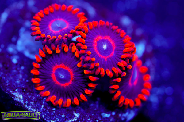 Red Hornet Zoa 2