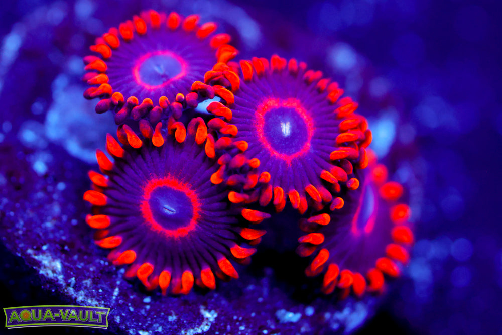 Red Hornet Zoa 2