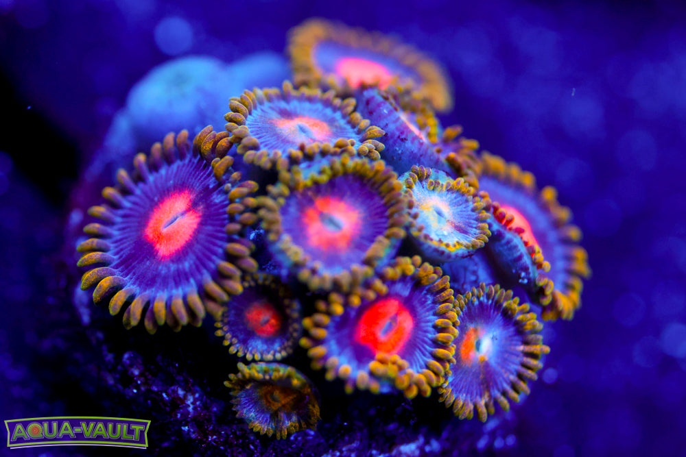 CV Blow Pop Zoa 2