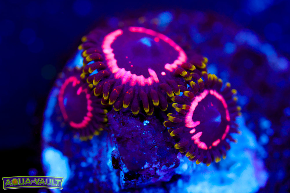 WWC Taser Zoa $$$$
