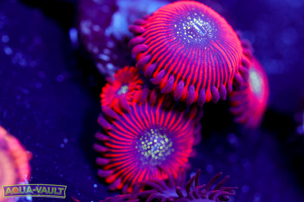 Magician Zoa 2