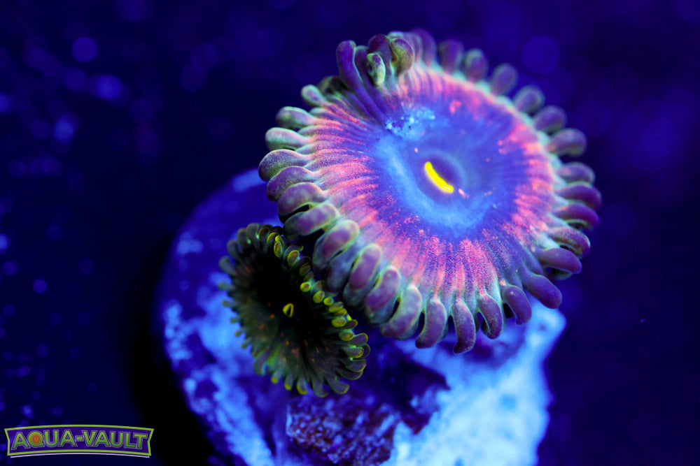 Hawaiian PE Zoa 1