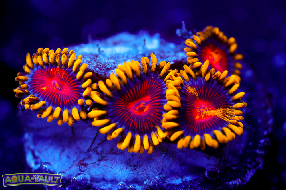CC Super Saiyan Zoa 1
