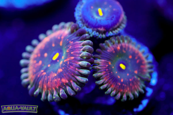 Hawaiian PE Zoa 2