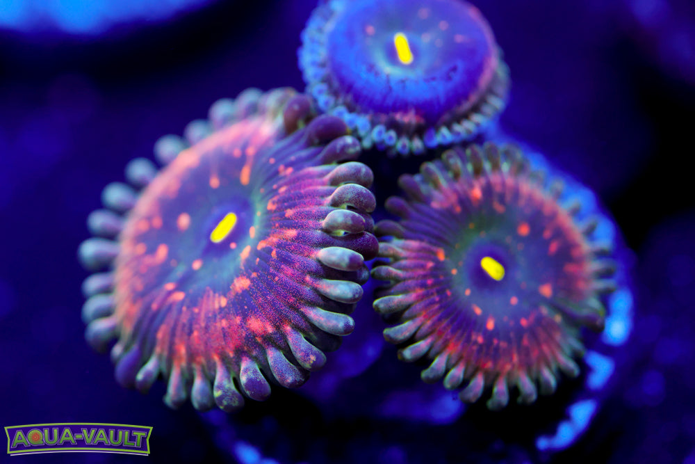 Hawaiian PE Zoa 2