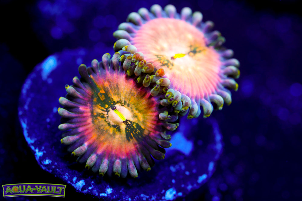 Cosmic Rainbow PE Zoa 1