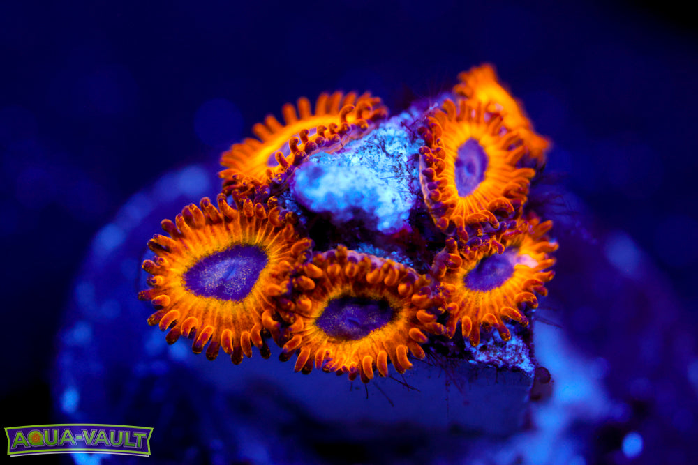 Pikachu Zoa 1