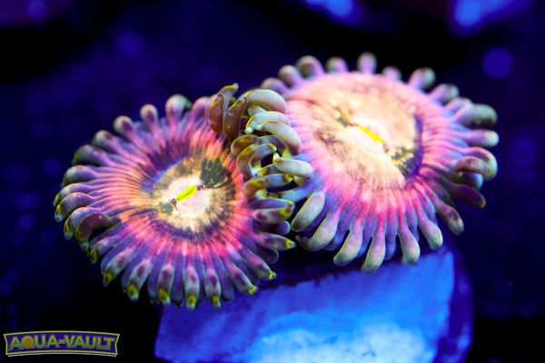 Cosmic Rainbow PE Zoa 2