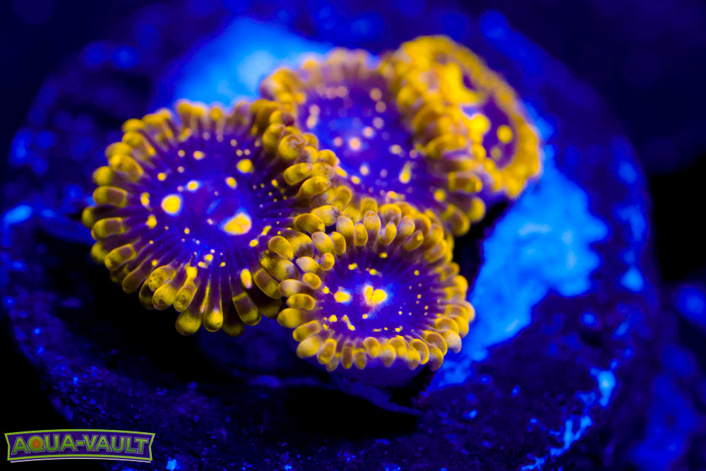 Exosphere Zoa 1
