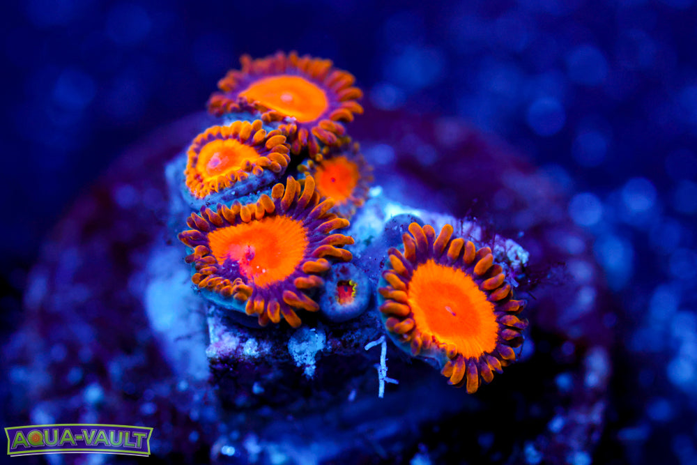 King Midas Zoa 1