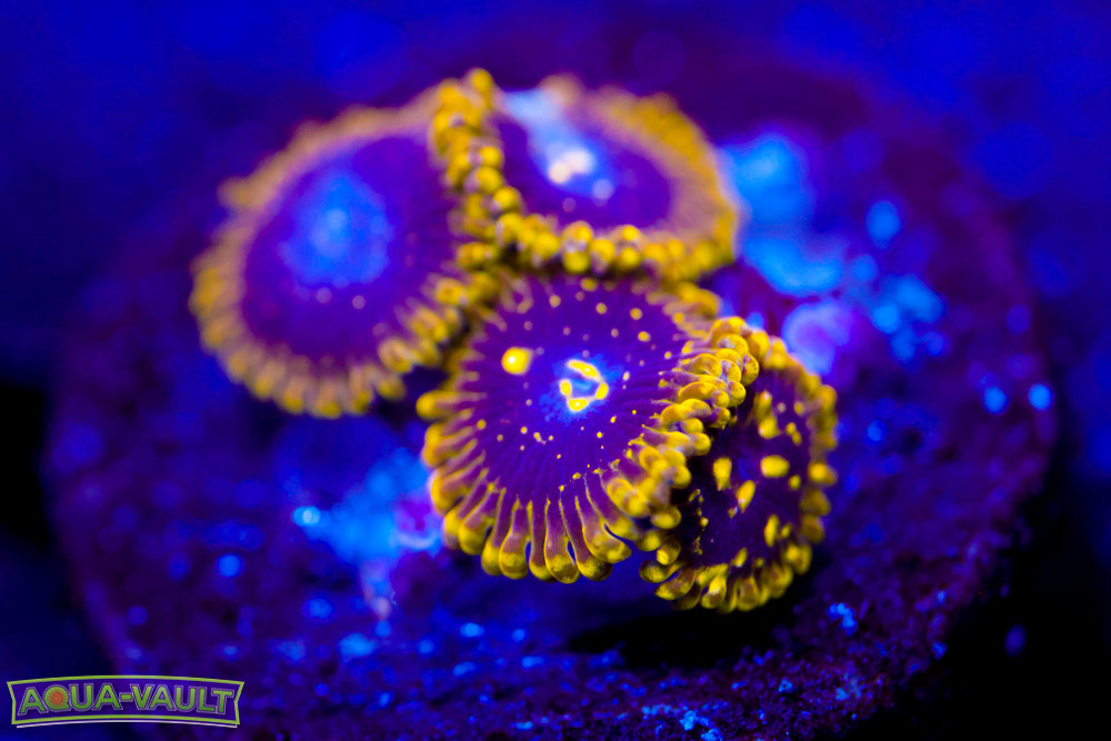 Exosphere Zoa 2