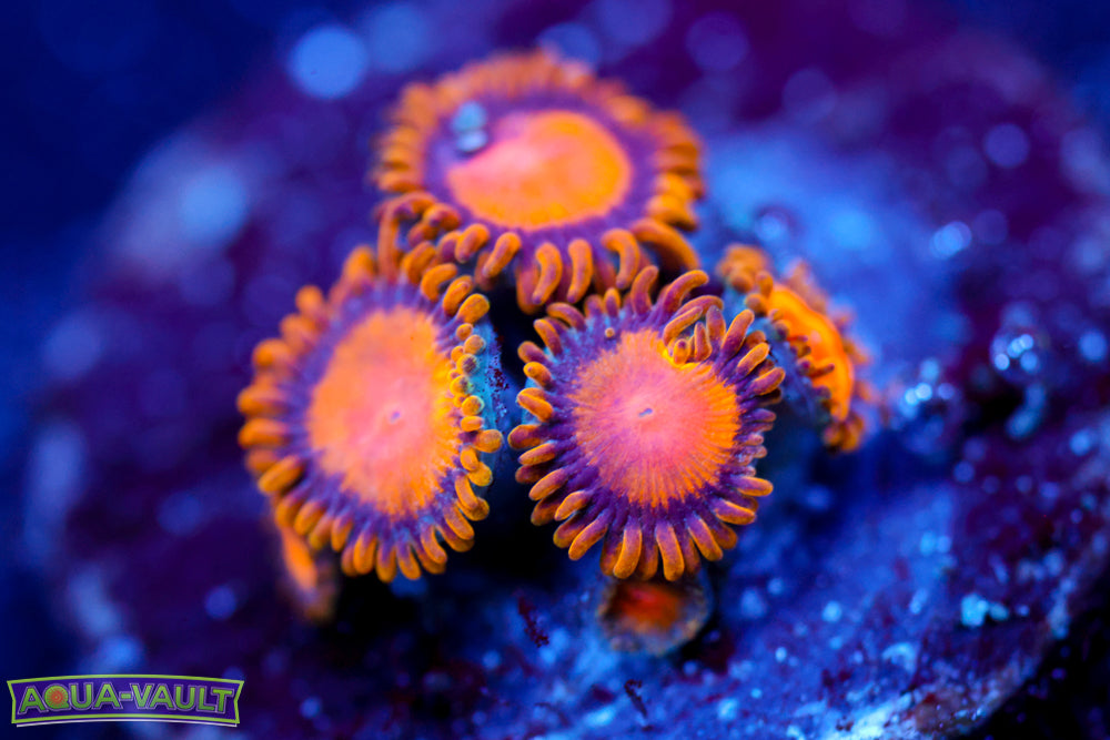 King Midas Zoa 2