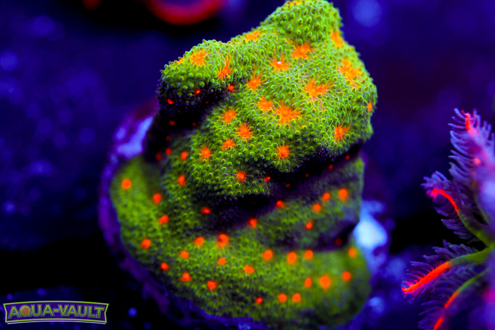 Harvest Moon Psammocora 1