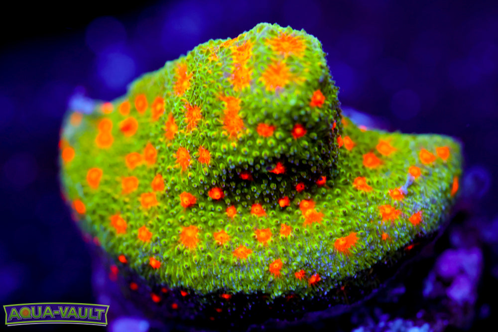 Harvest Moon Psammocora 2