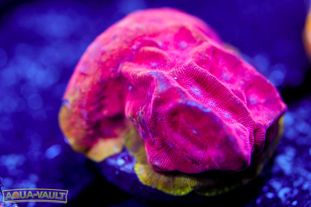 UC Poison Ivy Lepto 2