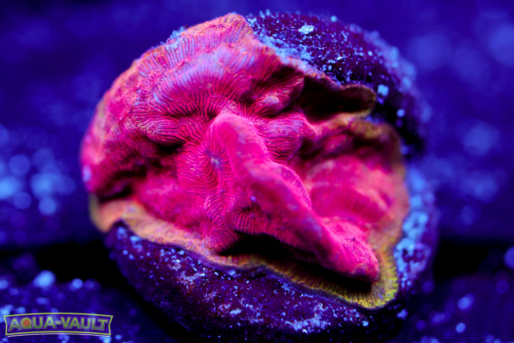 UC Poison Ivy Lepto 1