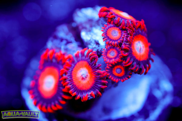 Orange Oxide Zoa 2