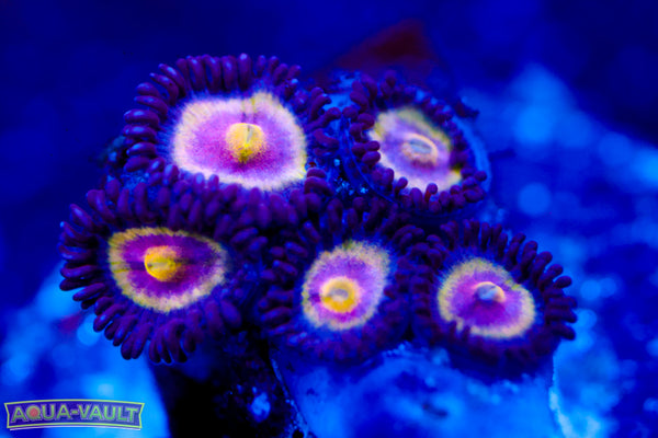 UC Shapeshifter Zoa $$$