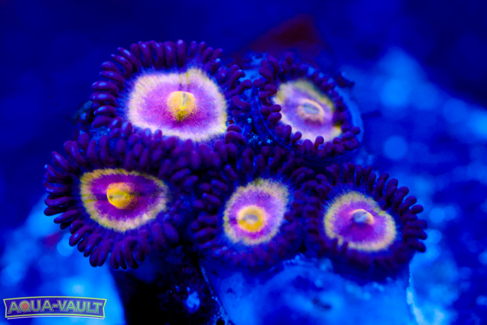 UC Shapeshifter Zoa $$$