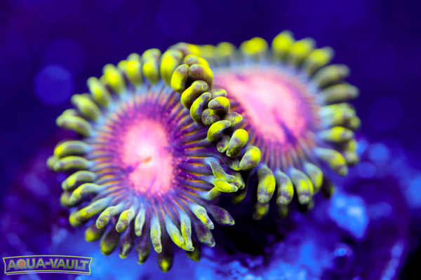 Sneaky Pink Zoa